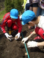 音更小学校播種