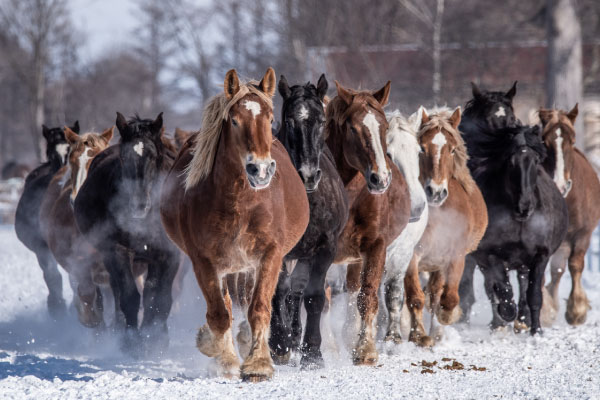 十勝牧場の馬追い