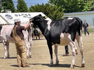 乳牛の部　未経産