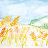 佳作　石垣丈太朗さん
『金色の小麦畑』